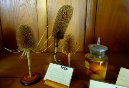 Dipsacus fullonum - Colégio de São Bento - University of Coimbra - Coimbra, Portugal - DSC09026