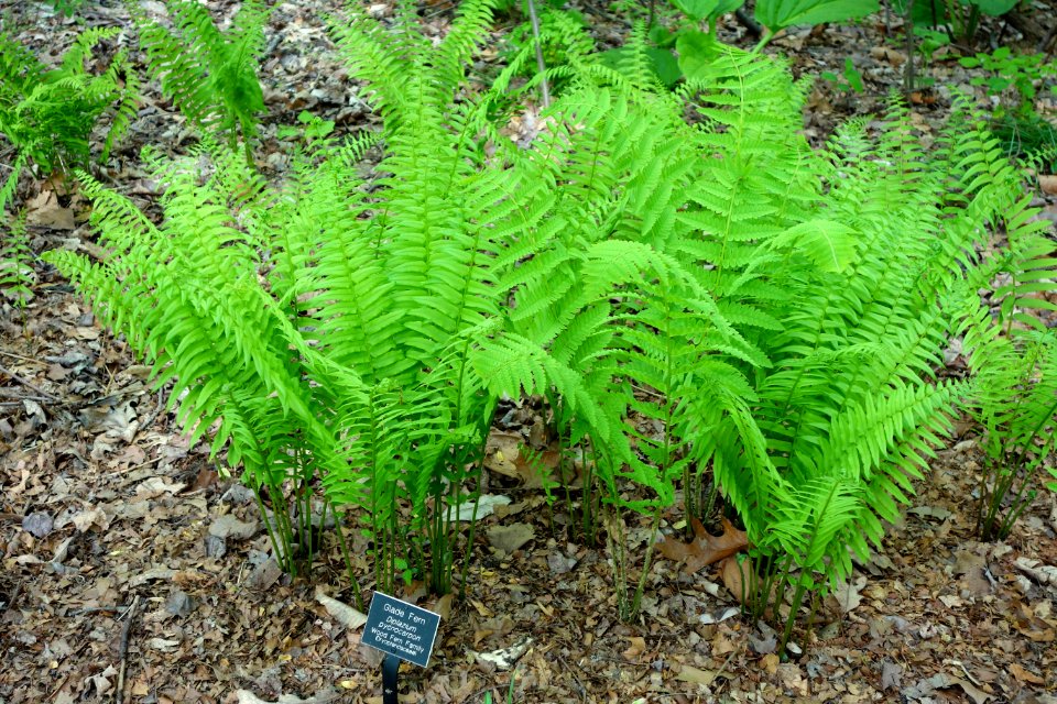 Diplazium pycnocarpon - Jenkins Arboretum - DSC00639