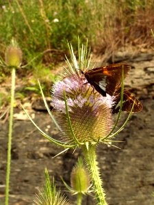 Dipsacus fullonum, 2015-07-18, Beechview, 01