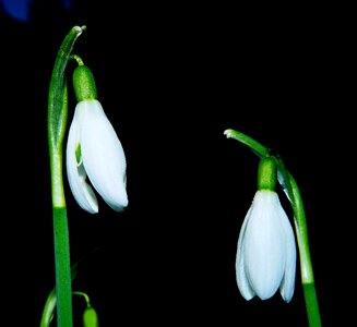 White nature spring