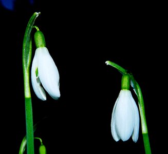 White nature spring photo