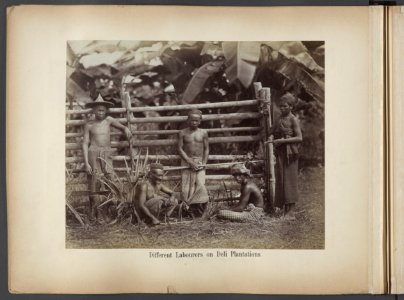 Different Labourers on Deli Plantations, Bestanddeelnr 815 18
