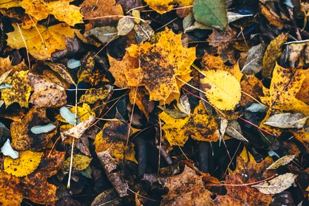 Golden autumn fall foliage leaf photo