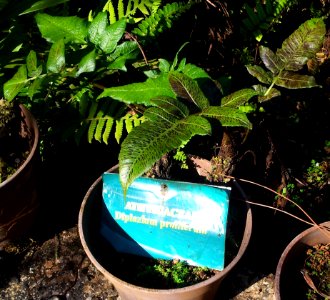 Diplazium proliferum - Monvert fernery - Mauritius 2