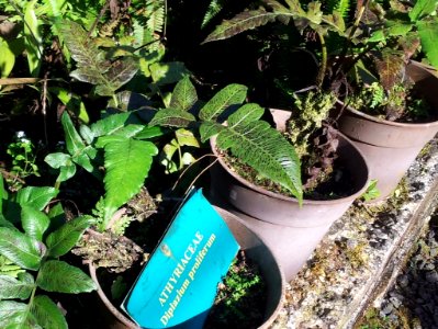 Diplazium proliferum - Monvert fernery - Mauritius 3