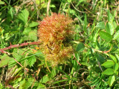 Diplolepis rosae (gall wasp) induced rose bedeguar,Robin's pincushion or moss gall, Westenschouwen, the Netherlands