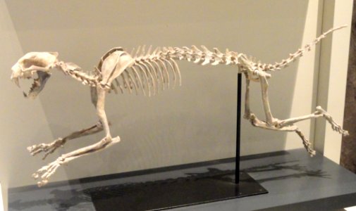 Dinictis felina, South Dakota, USA, Early Oligocene - Royal Ontario Museum - DSC00117