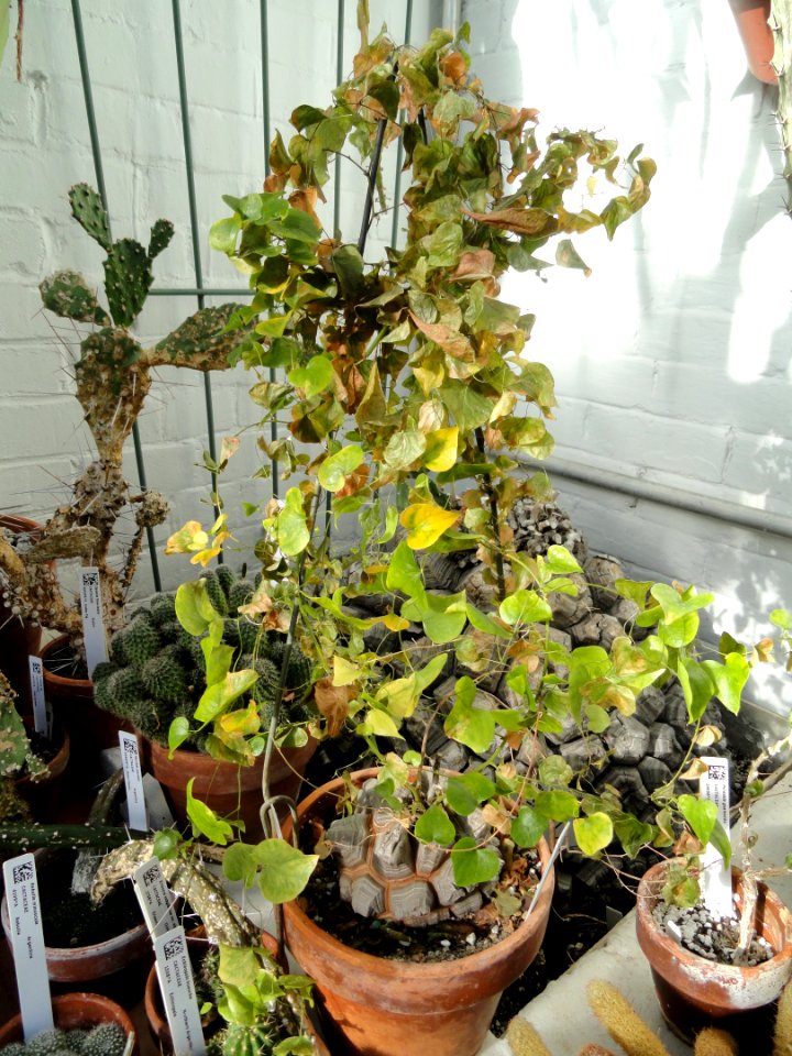 Dioscorea elephantipes - Lyman Plant House, Smith College - DSC04354