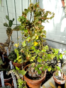 Dioscorea elephantipes - Lyman Plant House, Smith College - DSC04354