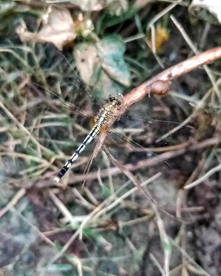 Diplacodes lefebvrii, dragonfly, black percher, black ground skimmer