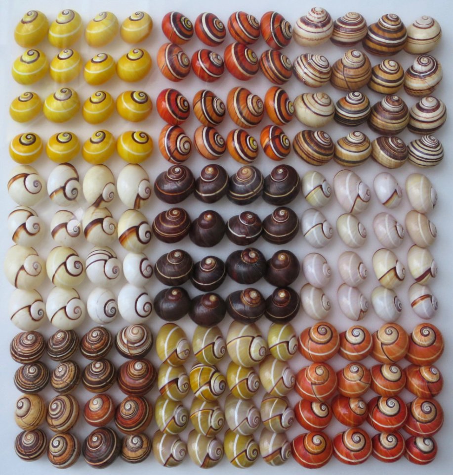 Different species of Polymita, the Bernice Pauahi Bishop Museum