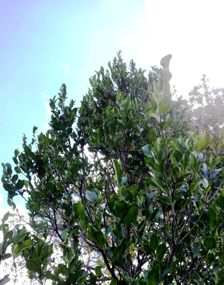 Diospyros tessellaria - Black Ebony - Mauritian endemic 5