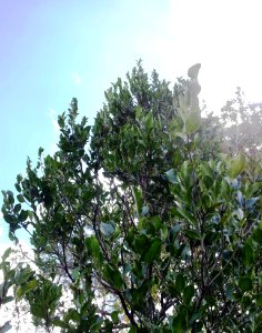 Diospyros tessellaria - Black Ebony - Mauritian endemic 5