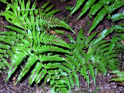 Diplazium dietrichianum RBG Sydney