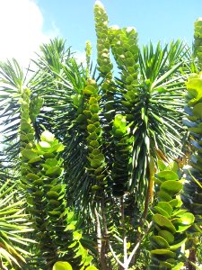 Diospyros revaughanii ebony - MonVert Arboretum 5
