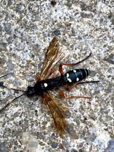 Diphyus quadripunctorius 130464722