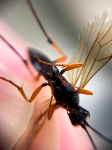 Diphyus quadripunctorius 130464754