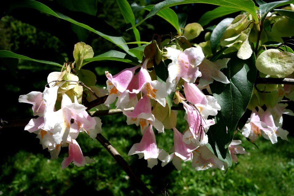 Dipelta floribunda - Arnold Arboretum - DSC06811
