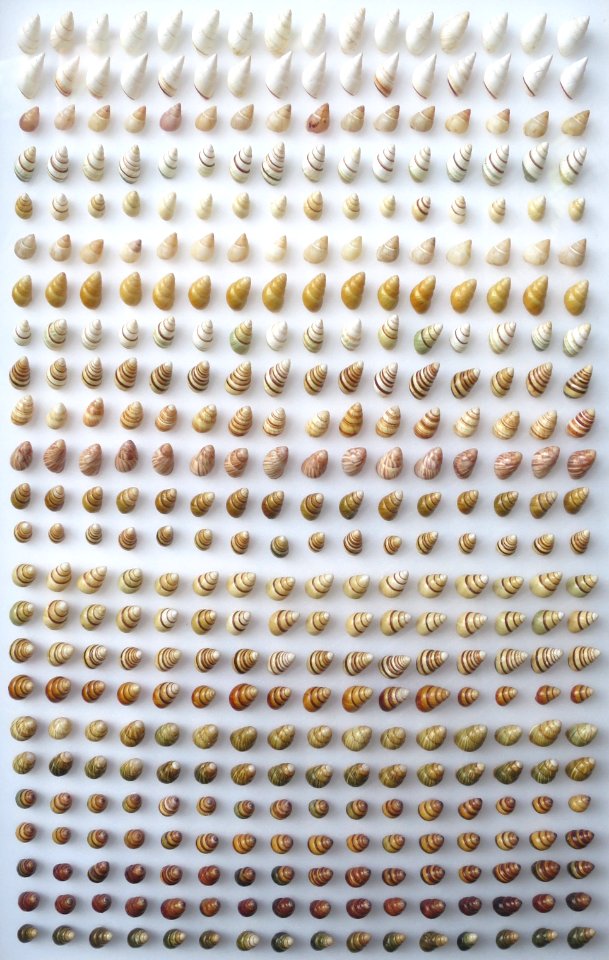 Different species of Achatinella, the Bernice Pauahi Bishop Museum