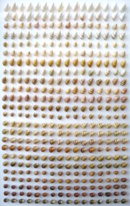 Different species of Achatinella, the Bernice Pauahi Bishop Museum