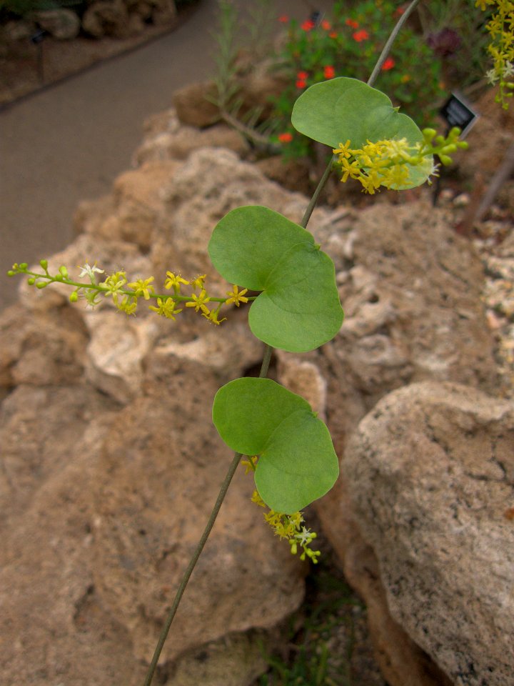 Dioscorea elephantipes, Phipps Conservatory, 2015-10-13, 01
