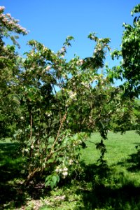 Dipelta floribunda - Arnold Arboretum - DSC06821