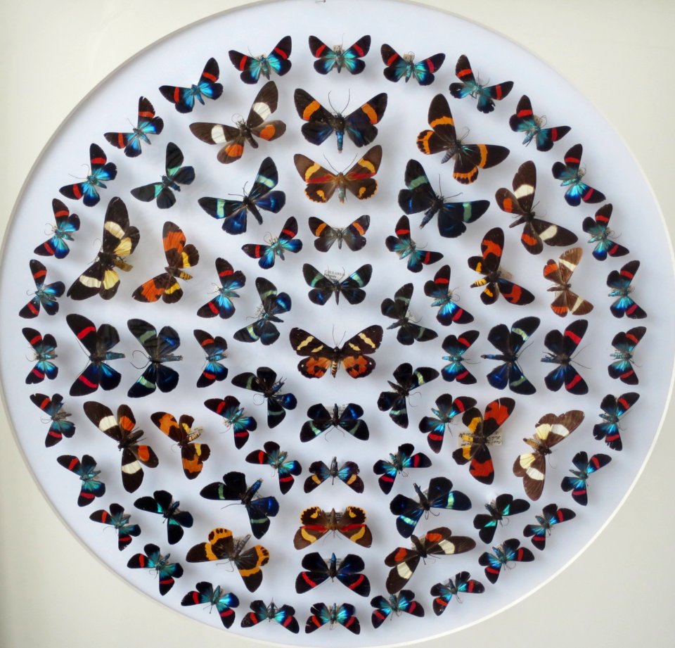 Different species of Milionia, the Bernice Pauahi Bishop Museum