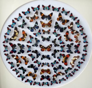 Different species of Milionia, the Bernice Pauahi Bishop Museum