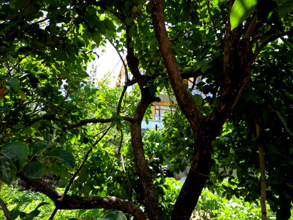 Diospyros kaki 1