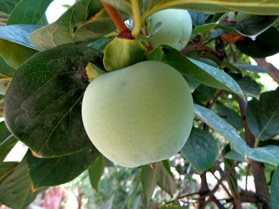 Diospyros kaki 2