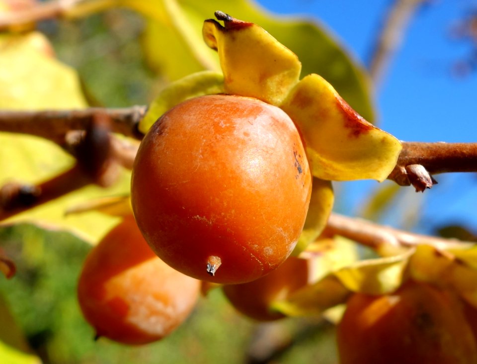 Diospyros lotus - Quarryhill Botanical Garden - DSC03313
