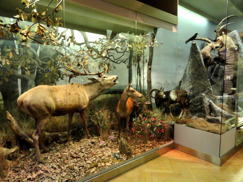 Dioramas - Finnish Museum of Natural History - DSC04658