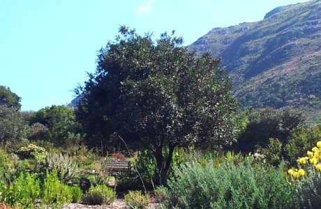 Diospryros whyteana - Bladdernut tree - Kirstenbosch
