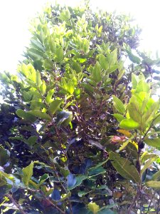 Diospyros tessellaria - foliage of bois d ebene noir - Monvert