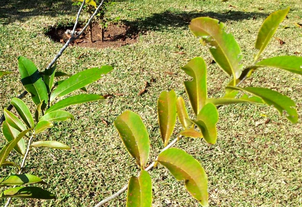 Diospyros tesselaria - Bois d ebene noir - Mauritius - Copy