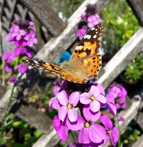 Nature vanessa cardui animal photo