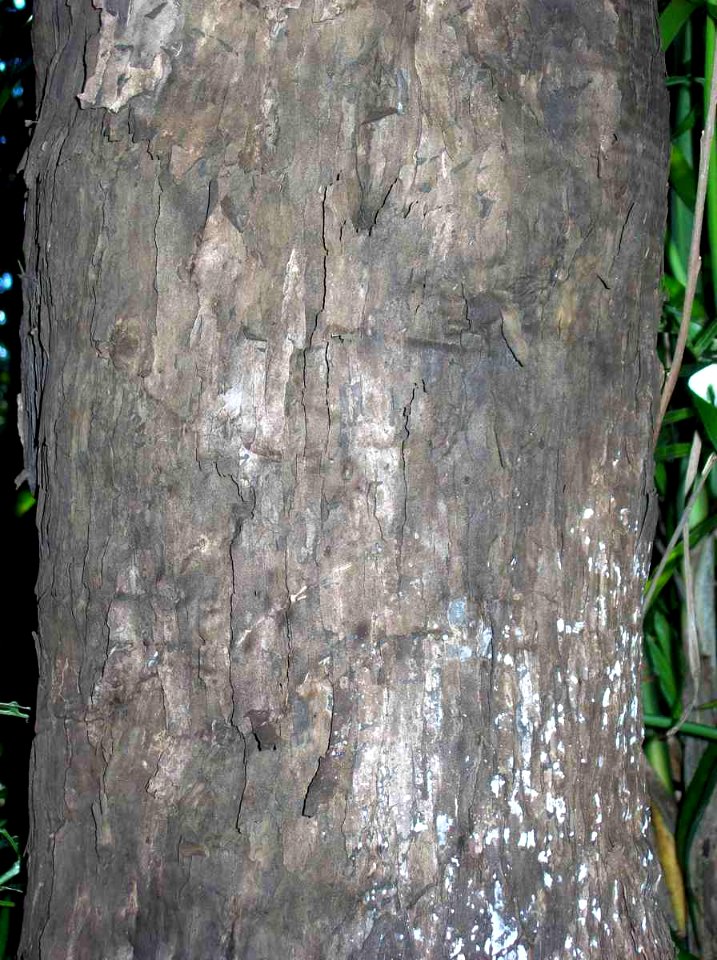 Diospyros mabacea bark