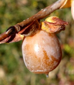 Diospyros lotus - Quarryhill Botanical Garden - DSC03316