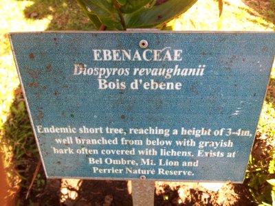 Diospyros revaughanii ebony - MonVert Arboretum 6