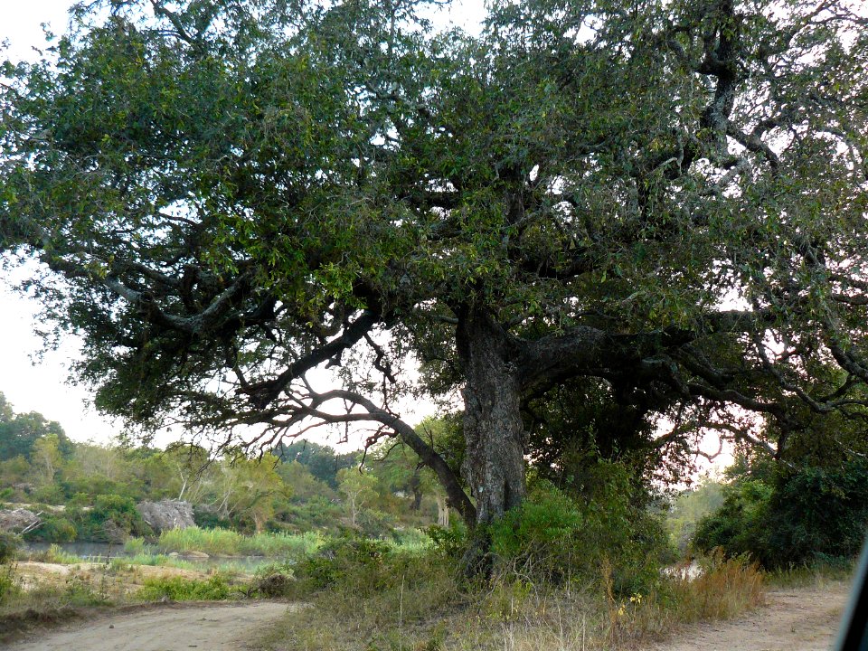 Diospyros mespiliformis Kruger-NP