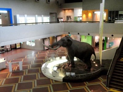 Diorama - Osaka Museum of Natural History - DSC07816