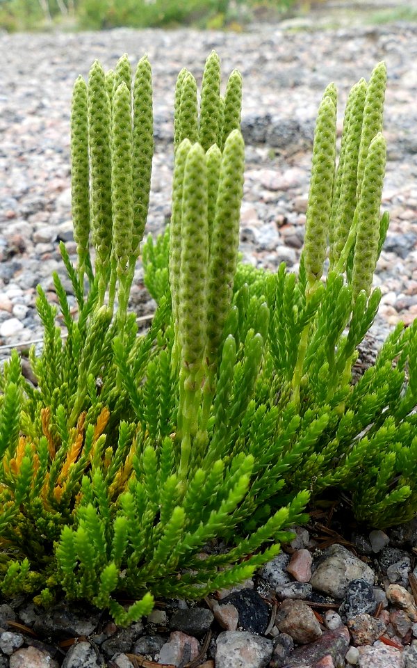 Diphasiastrum × sabinifolium iNat-47838781