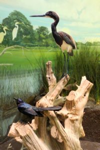 Diorama - Fernbank Museum of Natural History - DSC00158