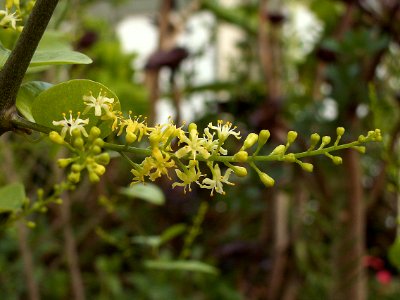 Dioscorea elephantipes, Phipps Conservatory, 2015-10-01, 02