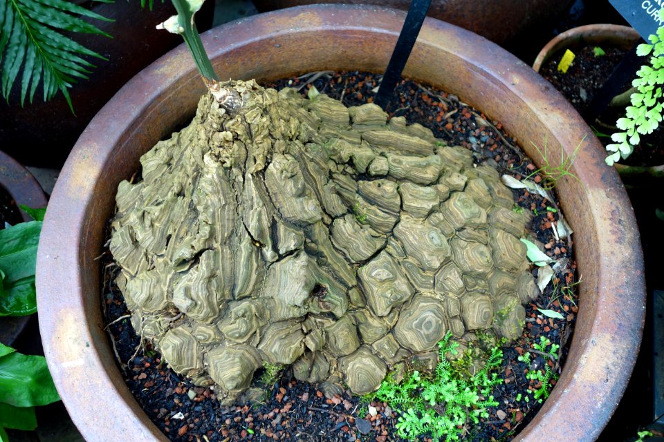 Dioscorea mexicana (Dioscorea macrostachya) - Conservatory of Flowers - San Francisco, CA - DSC03150