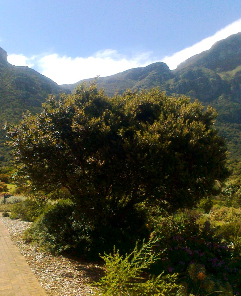 Diopsyros whyteana bush - Table Mountain - SA3