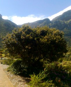 Diopsyros whyteana bush - Table Mountain - SA3