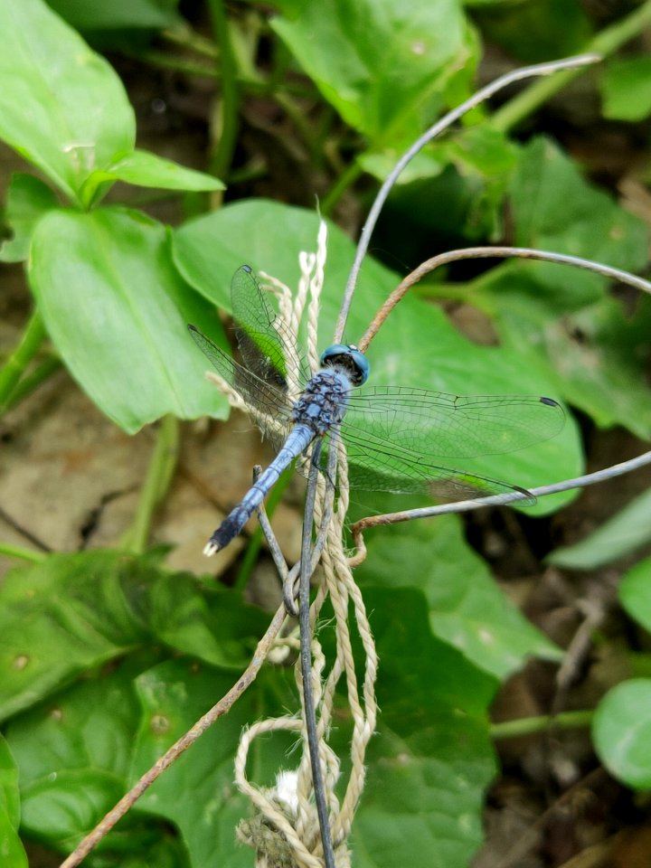 Diplacodes trivialis, dragonfly, chalky percher, ground skimmer
