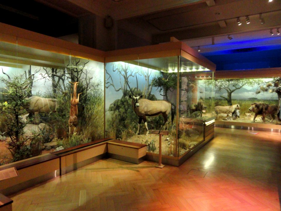 Dioramas - Finnish Museum of Natural History - DSC04652