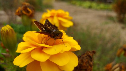 Insects autumn plants